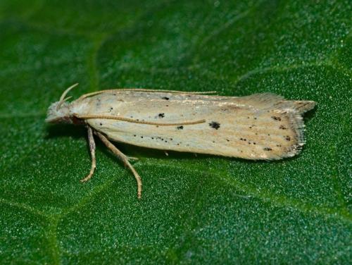 Réf. 312 047 : Nothris verbascella